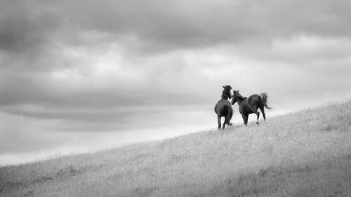 Horses on a field