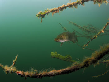 Close-up of pike swimming in lake