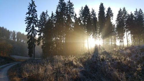 Trees in forest against clear sky during winter