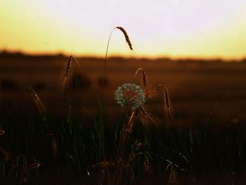 Close-up of dandelion growing on field against sky during sunset