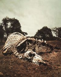 Close-up of animal skull on field against sky