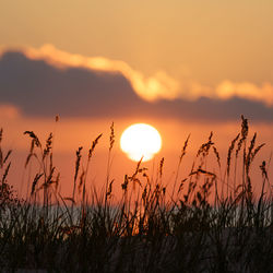 Burning sunset at seaside. coastal dry grass over colorful sky. summer evening on sea or lake coast