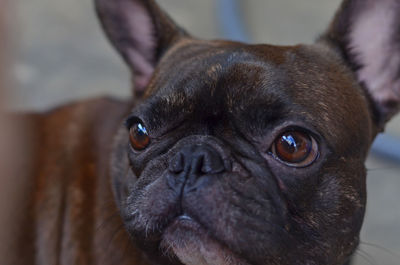 Close-up portrait of dog