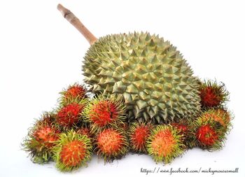 Close-up of cactus plant against white background