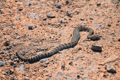 Close-up of snake on sand