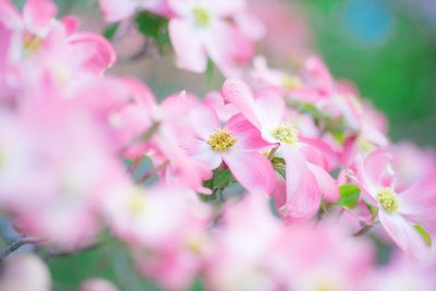 Close-up of pink cherry blossoms