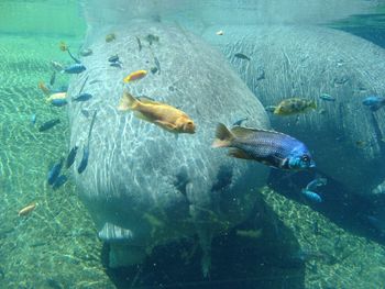 Hippopotamuses by fish in pond at zoo