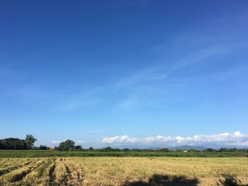 Scenic view of field against clear blue sky