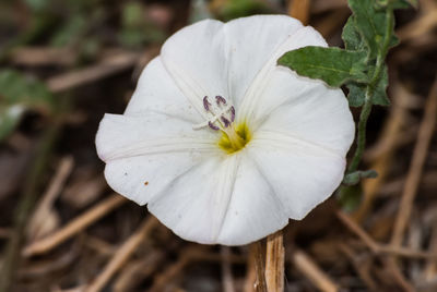 Close-up of white flower