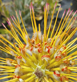 Extreme close up of flower