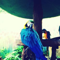 Two birds perching on wooden post