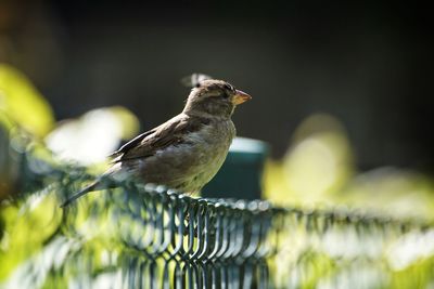 Close-up of sparrow perching on fence