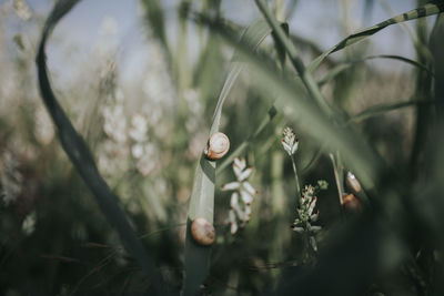 Close-up of snail on plant