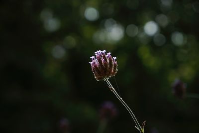 Close-up of pink flowering plant