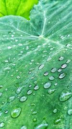 Full frame shot of raindrops on leaves