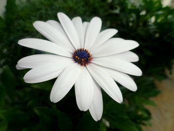 Close-up of pink flower