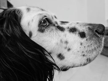 Close-up portrait of a dog at home