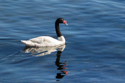 Swan swimming on lake