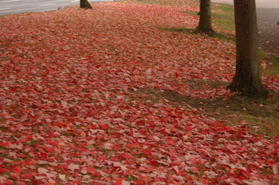 Close-up of red flowers on tree