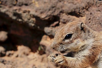 Close-up of an animal