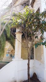 Trees against built structure