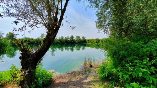 Scenic view of lake amidst trees against sky