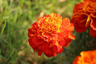 Close-up of flowers blooming outdoors