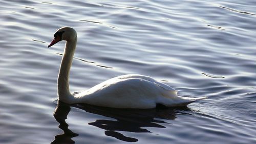 Close-up of swan floating on lake