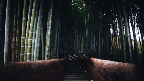 View of bamboo trees at night