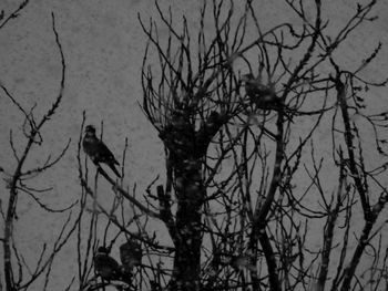 Low angle view of birds perching on branch