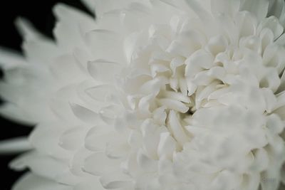 Close-up of white flowers