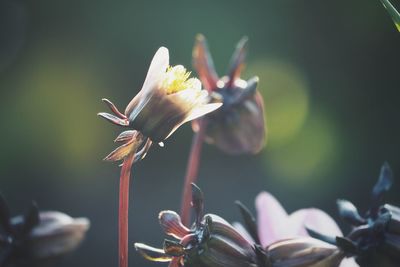 Close-up of flowering plant