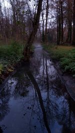 Reflection of trees in water