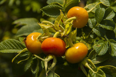 Close-up of tomatoes growing on tree