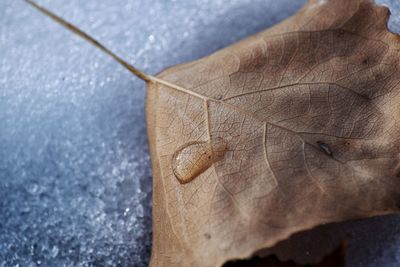 Close-up of dried leaves