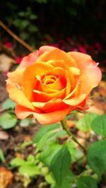 Close-up of rose blooming outdoors