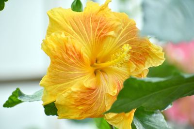 Close-up of yellow flowering plant