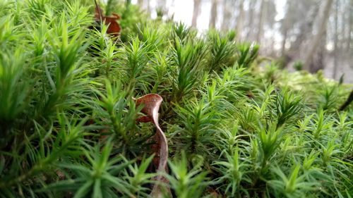 Close-up of snake on grass