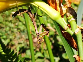 Close-up of insect on plant