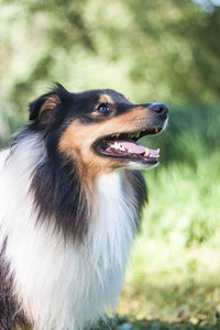 Tricolor adorable shetland sheepdog - sheltie portrait