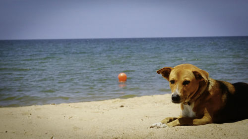 Portrait of dog resting at beach against sky on sunny day