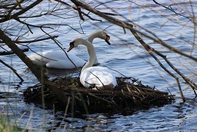 Swans swimming in lake
