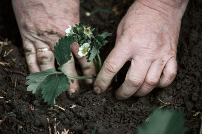 Planting strawberry seedlings with hands in the ground in the garden, spring, village