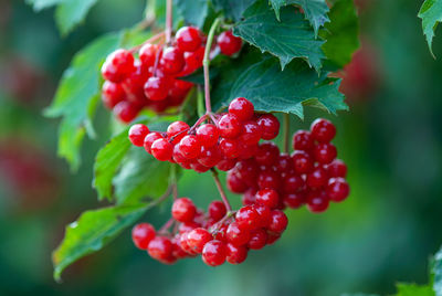 Close-up of red berries growing on plant