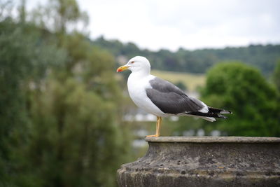 Close-up of seagull perching on retaining wall