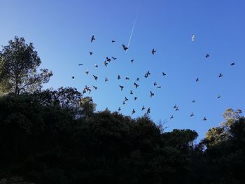 Low angle view of birds flying in the sky