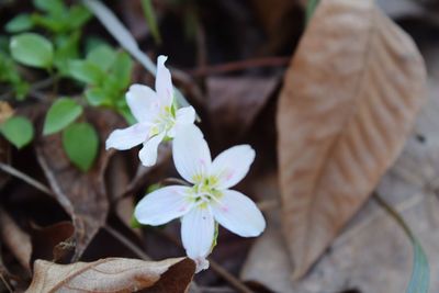 Close-up of flowers blooming outdoors