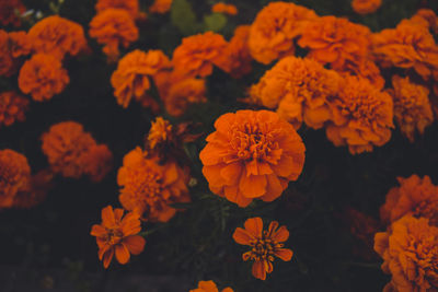 Close-up of orange marigold flowers