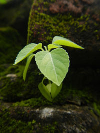 Close-up of plant