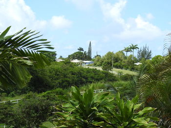 Palm trees and plants against sky